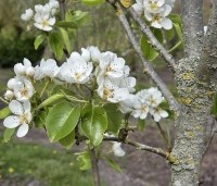 Pyrus com. 'Conference' - Pyrus com. 'Conference' - 3