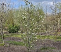 Pyrus com. 'Conference' - Pyrus com. 'Conference' - 4