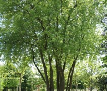 Acer saccharinum Laciniata 'Wieri' meerstam