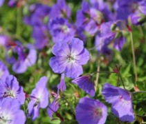 De 'Gerwat' wordt deze Geranium ook wel genoemd