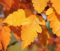 Koelreuteria herfst