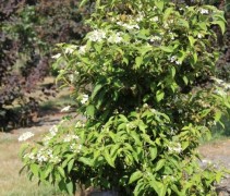 Viburnum Watanabe