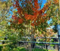 acer davidii