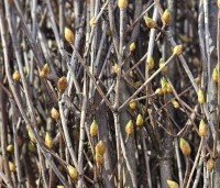 Enkianthus campanulatus - Pronkklokje - knoppen maart 2025