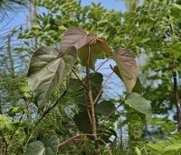 Idesia polycarpa - Oranjekers - 2