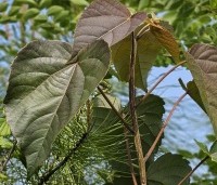 Idesia polycarpa - Oranjekers - groot blad in juni