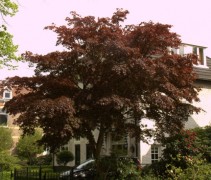 Acer palmatum ‘Atropurpureum’