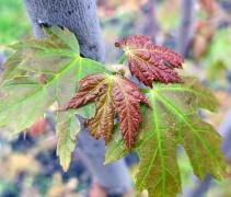 Acer saccharinum