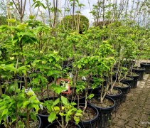 Cornus x Rutban 'Aurora'