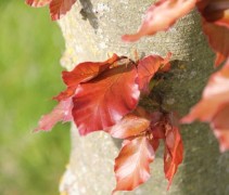 Fagus sylvatica atropunicea