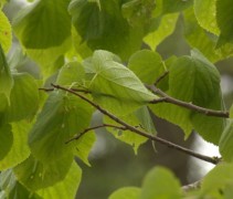 Tilia platyphyllos