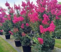 Lagerstroemia indica 'Tuscarora' - Indische sering 'Tuscarora' - 1