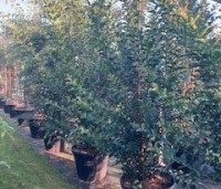 Lagerstroemia indica 'Tuscarora' - Indische sering 'Tuscarora' - 2