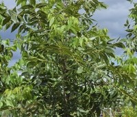 Carya illinoinensis 'Pawnee' - Pecannoot Pawnee - 1