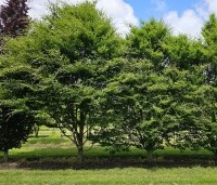 Fagus sylvatica 'Rotundifolia' - Rondbladige dwergbeuk - 1