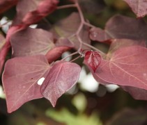Cercis canadensis 'Forest Pansy' blad