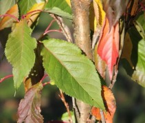 Prunus serrulata 'Amanogawa'  (herfstverkleuring in oktober)