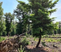 Pseudotsuga Menziesii