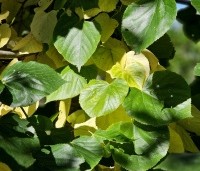 Tilia x europaea 'Euchlora' - Linde - 1