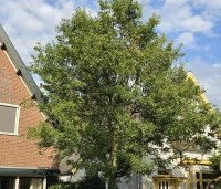 Pyrus calleryana 'Chanticleer' - Sierpeer - kroon in juli
