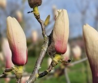 Magnolia soulangeana 'Sundew' - Magnolia 'Sundew' - 1