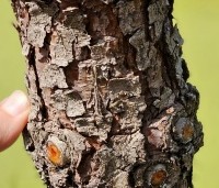 Pinus pinaster - Zeeden - 7