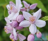 Deutzia hybrida 'Mont Rose' - Bruidsbloem 'Mont Rose' - 2