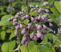Deutzia hybrida 'Mont Rose' - Bruidsbloem 'Mont Rose' - 1