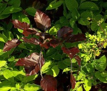 Fagus atropunicea in gemengde haag met blad structuren en kleuren