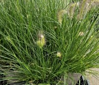 Pennisetum alopecuroides 'Hameln' - Lampenpoetsersgras 'Hameln' - 3