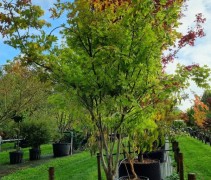 acer palmatum summer gold