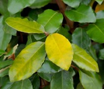 Elaeagnus Ebbingei, Olijfwilg winterverkleuring