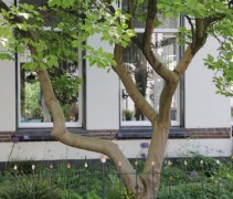 Magnolia soulangeana, meerstammig 