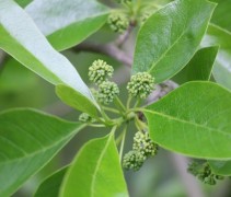 nyssa sylvatica 