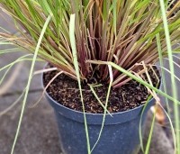 Cortaderia selloana 'Pumila' - Pampasgras 'Pumila' - 4