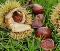 Castanea sativa 'Lyon' - Castanea sativa 'Lyon' - 1