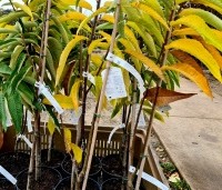 Castanea sativa 'Lyon' - Castanea sativa 'Lyon' - 2