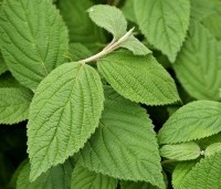 Viburnum plicatum 'Mariesii' - Japanse Sneeuwbal 'Mariesii' - 3