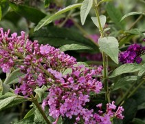 Vlinderstruik 'Pink Delight' in bloei