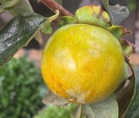Diospyros Kaki 'Tipo' - Kaki fruit - 2