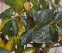 Diospyros Kaki 'Tipo' - Kaki fruit - 3