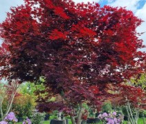 Acer palmatum 'Bloodgood'