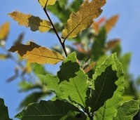 Quercus rhysophylla 'Maya' - Mexicaanse Eik - 1