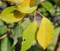 Prunus x subhirtella 'Autumnalis Rosea' - Winterkers - 6