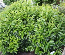Lauierkers Genolia jong blad