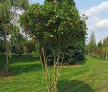 Photinia red robin