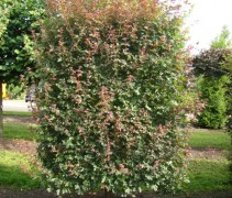 Veldesdoorn, leivorm 'Red Shine' 