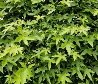 Liquidambar styraciflua 'Worplesdon' - Amberboom - 3
