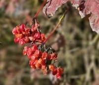 Viburnum opulus - Gelderse Roos - 1