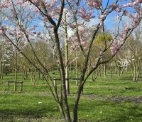 Prunus 'Accolade' - Japanse Sierkers - 5
